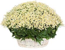 Цветочная композиция из Ромашки в корзине #REPLACE_PRED# Чепелево